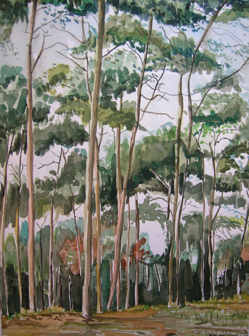 dennenbos aquarel 46 x 34